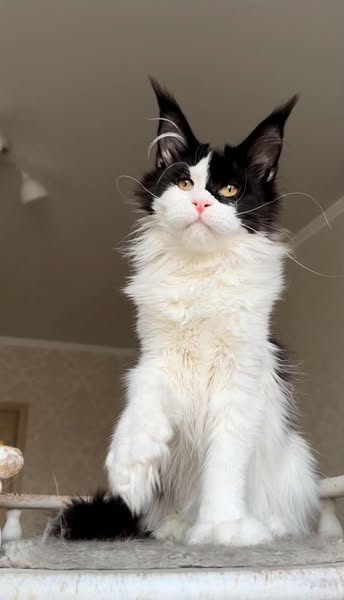 Maine Coon