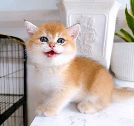 British Shorthair