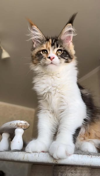 Maine Coon