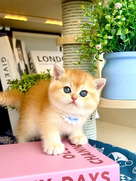 British Shorthair