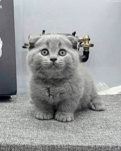 Munchkin Fold