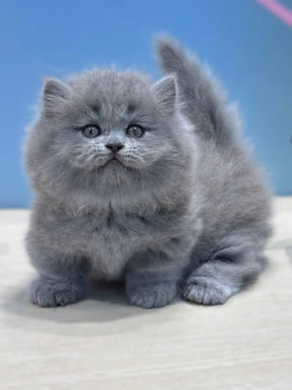 Munchkin Longhair