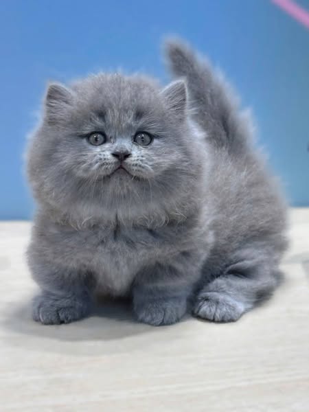 Munchkin Longhair