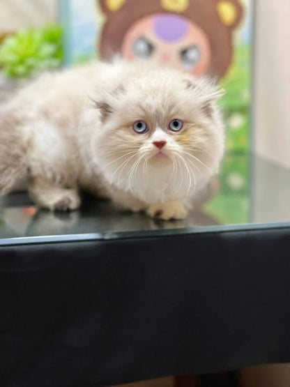 Munchkin Fold Longhair