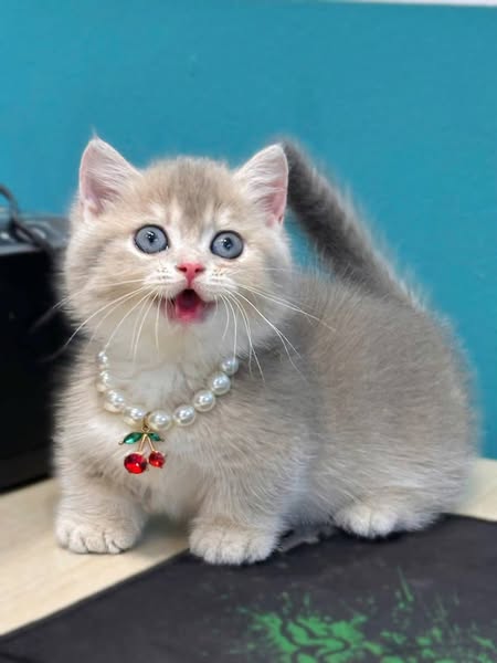 Munchkin