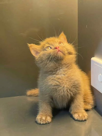 British Shorthair
