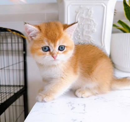 British Shorthair