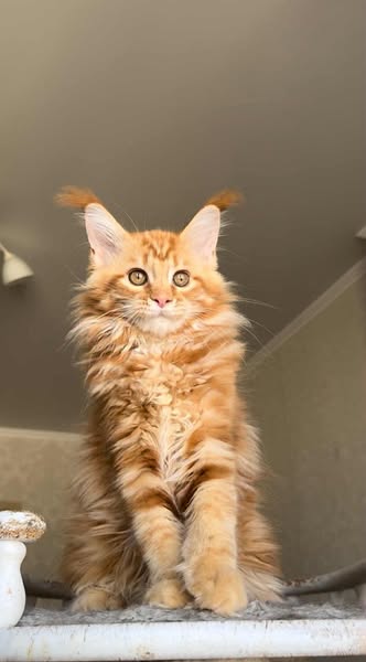 Maine Coon