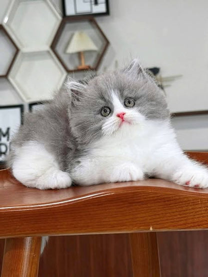 British Longhair