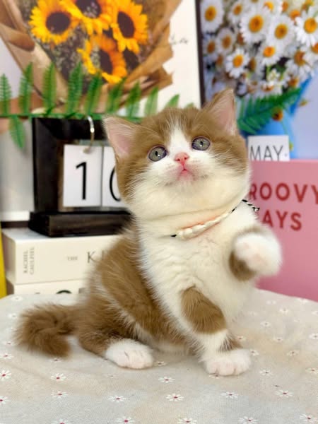 British Shorthair