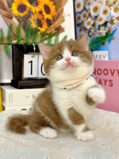 British Shorthair
