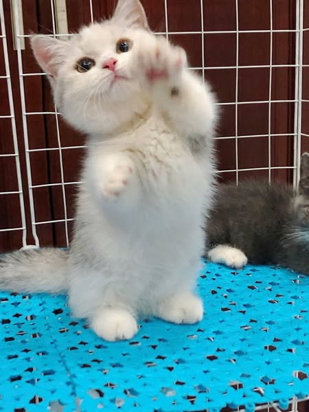 Munchkin
