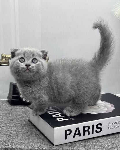 Munchkin Fold