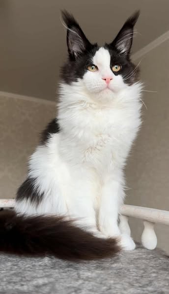 Maine Coon