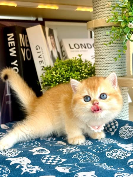 British Shorthair