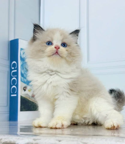 Ragdoll