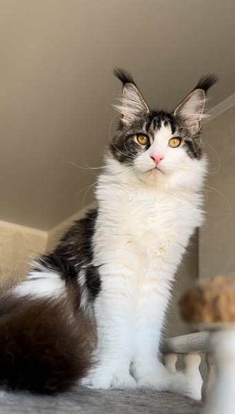 Maine Coon