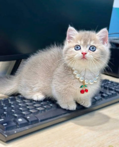 Munchkin