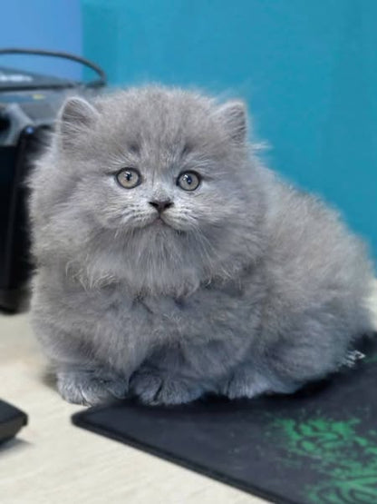 Munchkin Longhair