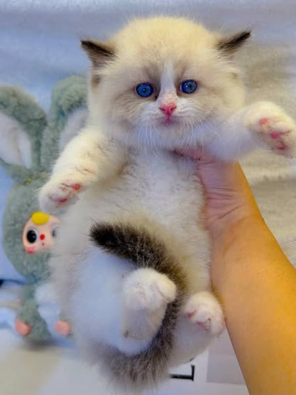 Ragdoll