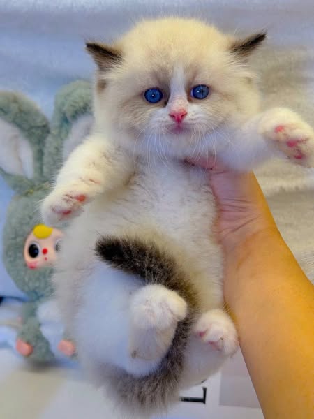 Ragdoll