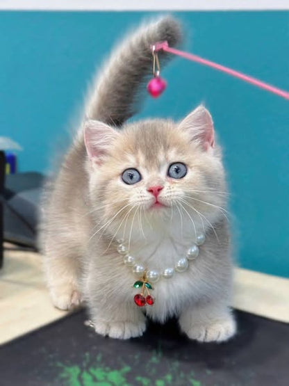 Munchkin