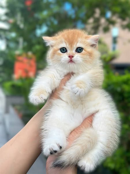 British Shorthair