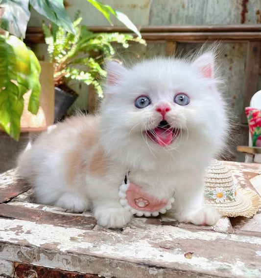 Munchkin Longhair