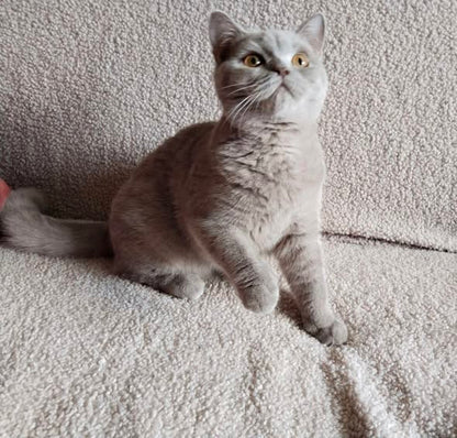 British Shorthair
