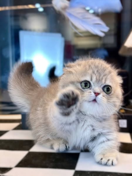 Munchkin Fold