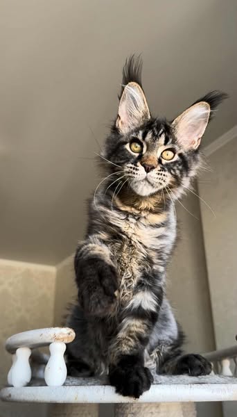 Maine Coon
