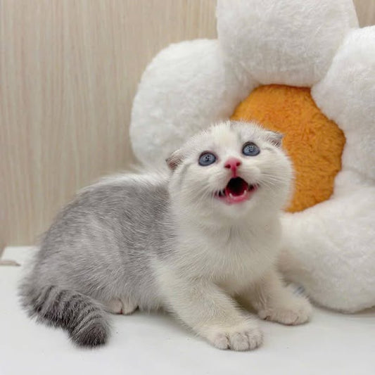 Scottish Fold