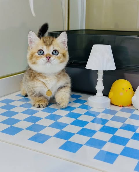 Munchkin