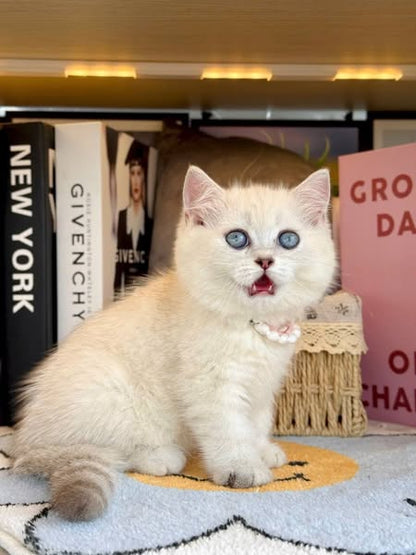 British Shorthair