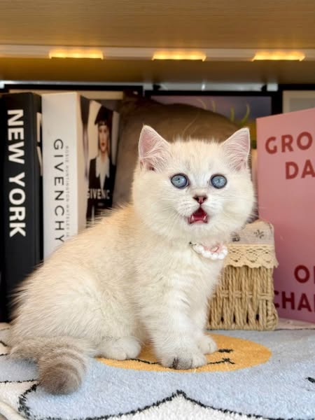 British Shorthair