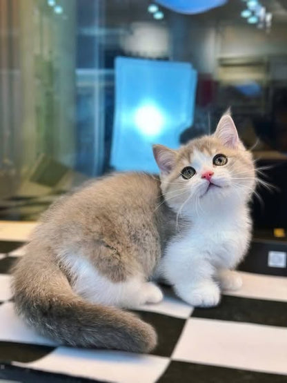 Munchkin
