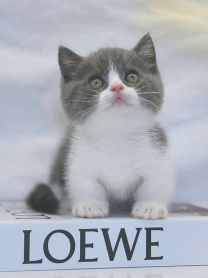 Munchkin