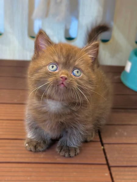 Munchkin