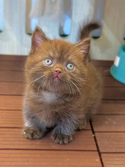 Munchkin