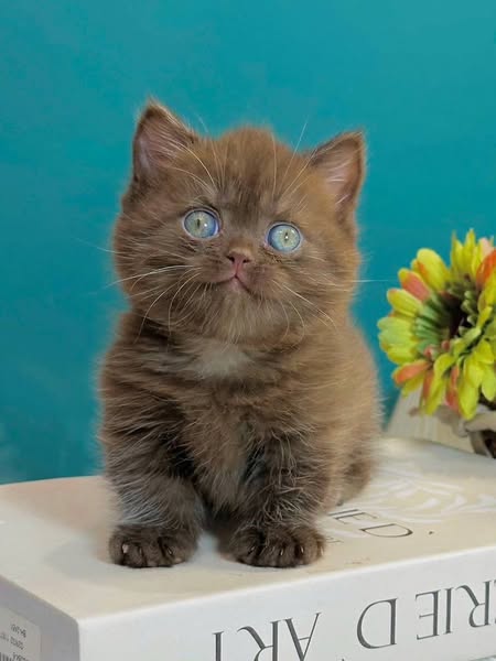 Munchkin