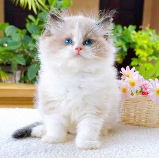 Ragdoll