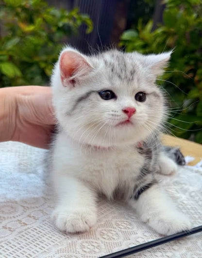 British Shorthair