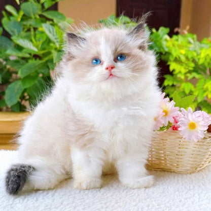 Ragdoll
