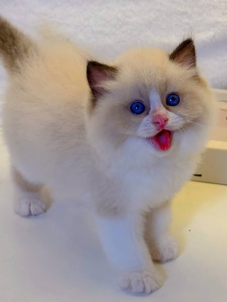 Ragdoll