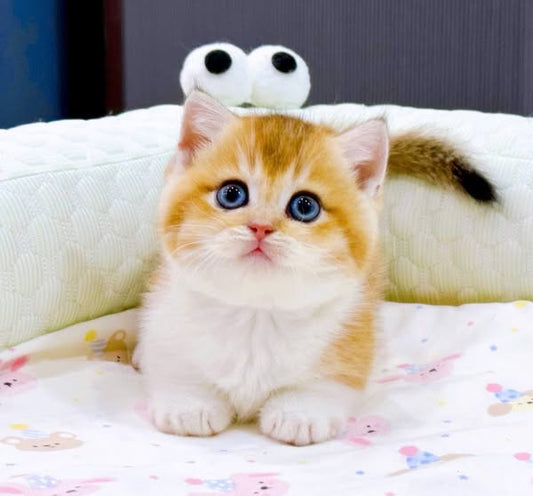 Munchkin