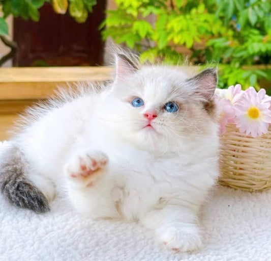 Ragdoll