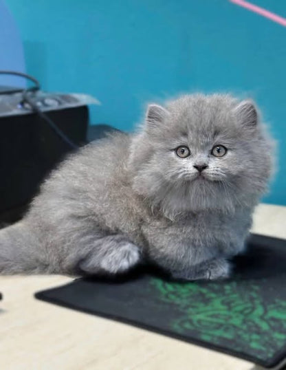 Munchkin Longhair