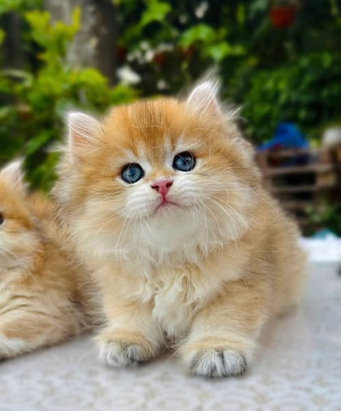 British Longhair