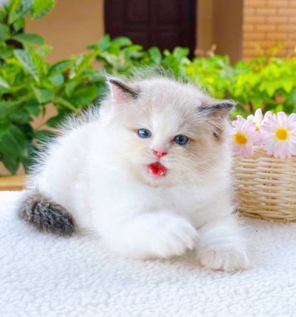 Ragdoll