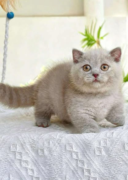 Munchkin